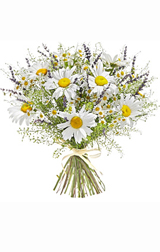 Camomiles